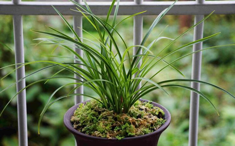 养兰花一年不会死的秘诀,养兰花避开3点基本上不会烂根了