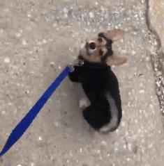 狗特别依赖主人的表现有哪些,狗对某物具有攻击性该怎么办