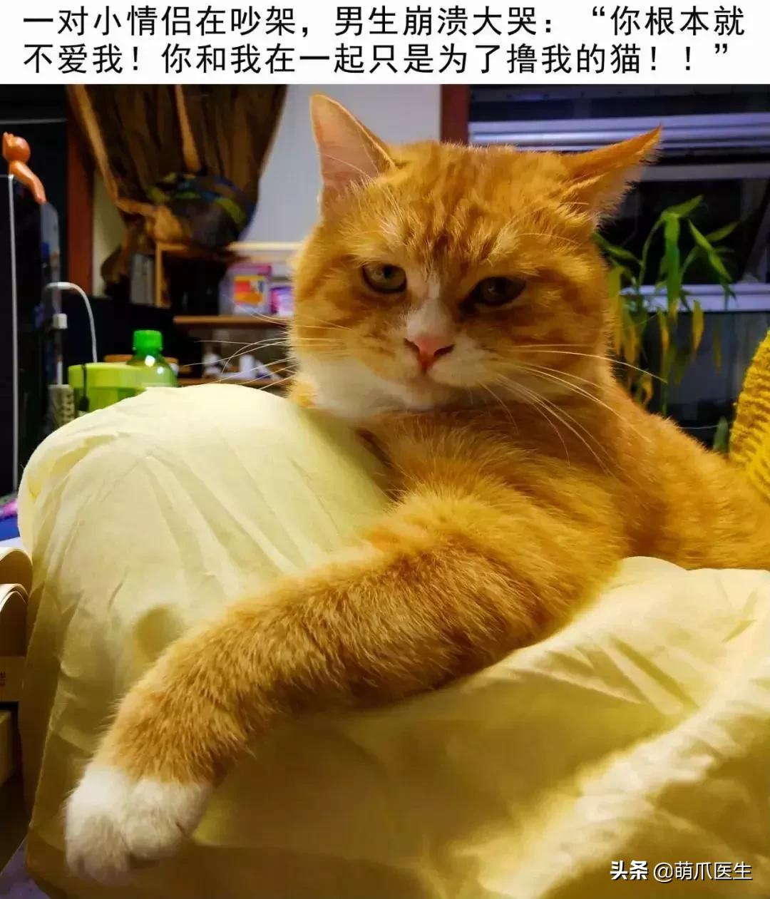 “你怎么还不扔了这只脏猫？”