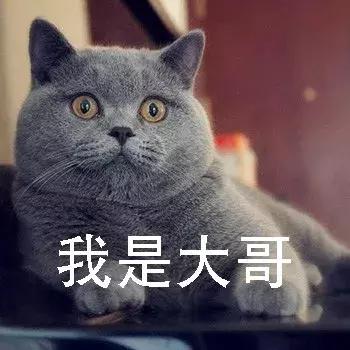 新手养猫养美短还是英短好,养猫手册如何养好一只英短蓝猫