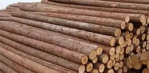 柴木是什么树种,柴木是什么