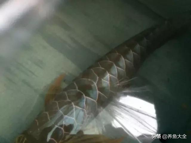 养金龙鱼过程马来西亚,马来西亚养金龙