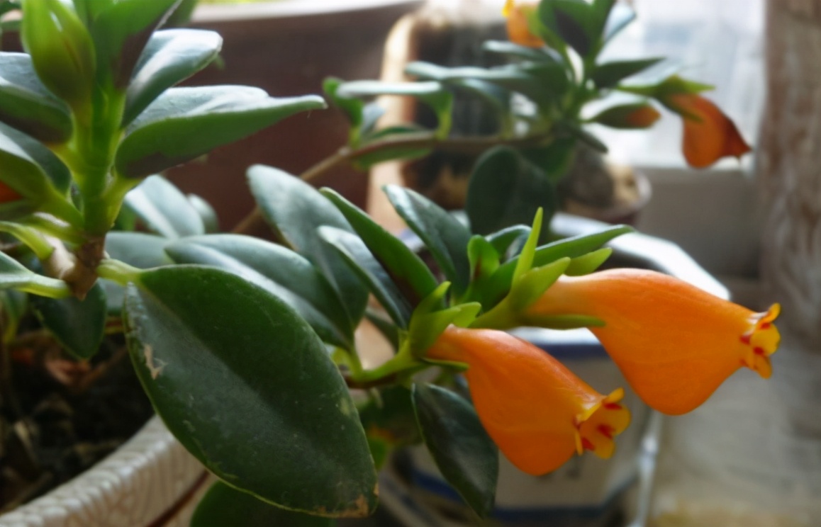 吊兰养护方法及注意事项,养吊兰注意这几点让其蹭蹭长爆盆