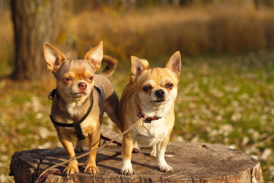 什么狗又便宜又好养又听话,哪种狗狗不掉毛又好养又听话