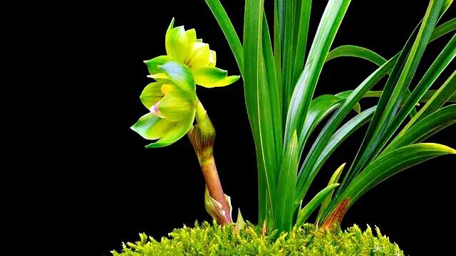 春兰天彭牡丹香味好吗,春兰天彭牡丹兰花简介