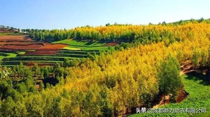 今秋北方苗市仍将处于震荡之中