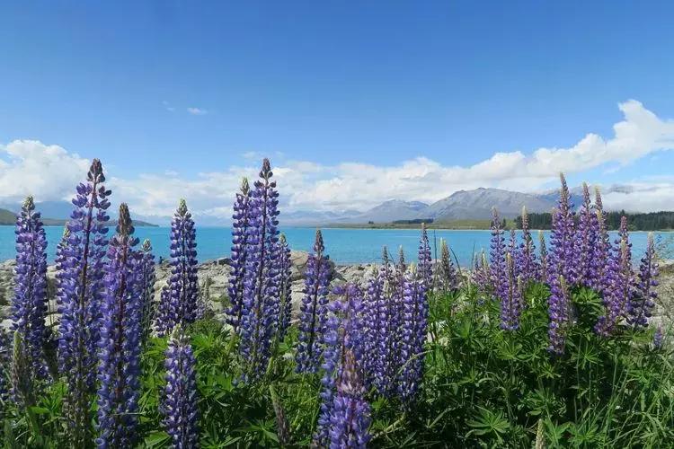 新西兰南岛有哪些城镇的湖,新西兰姊妹湖在哪里