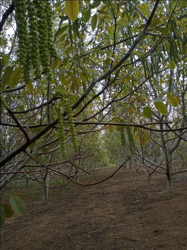 感慨田园生活的说说,退休后田园生活的说说