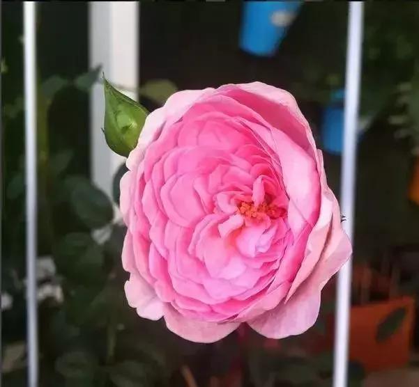 100种玫瑰品种图鉴大全,100种玫瑰品种图解