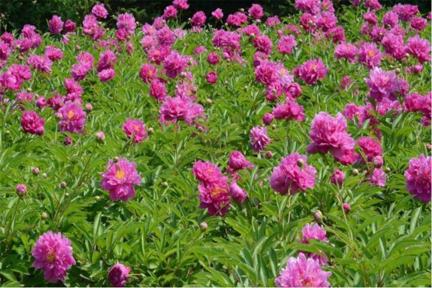 芍药花如何养殖和管理视频,芍药花栽培与养殖视频教学下载