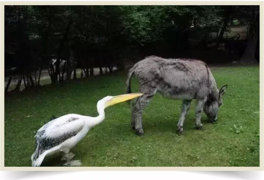 鸟界广东人，没什么是它不敢吃的……