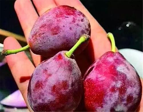 水果西梅的功效与作用禁忌,和西梅功效一样的水果