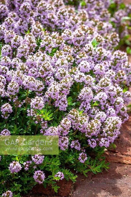 观花草本植物推荐,最具观赏性的观叶植物