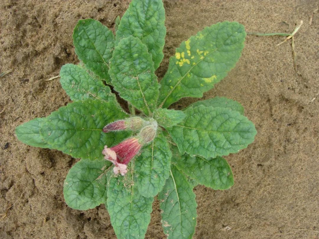 硬核整顿！高清中药教材原植物彩*图色**谱（四期）