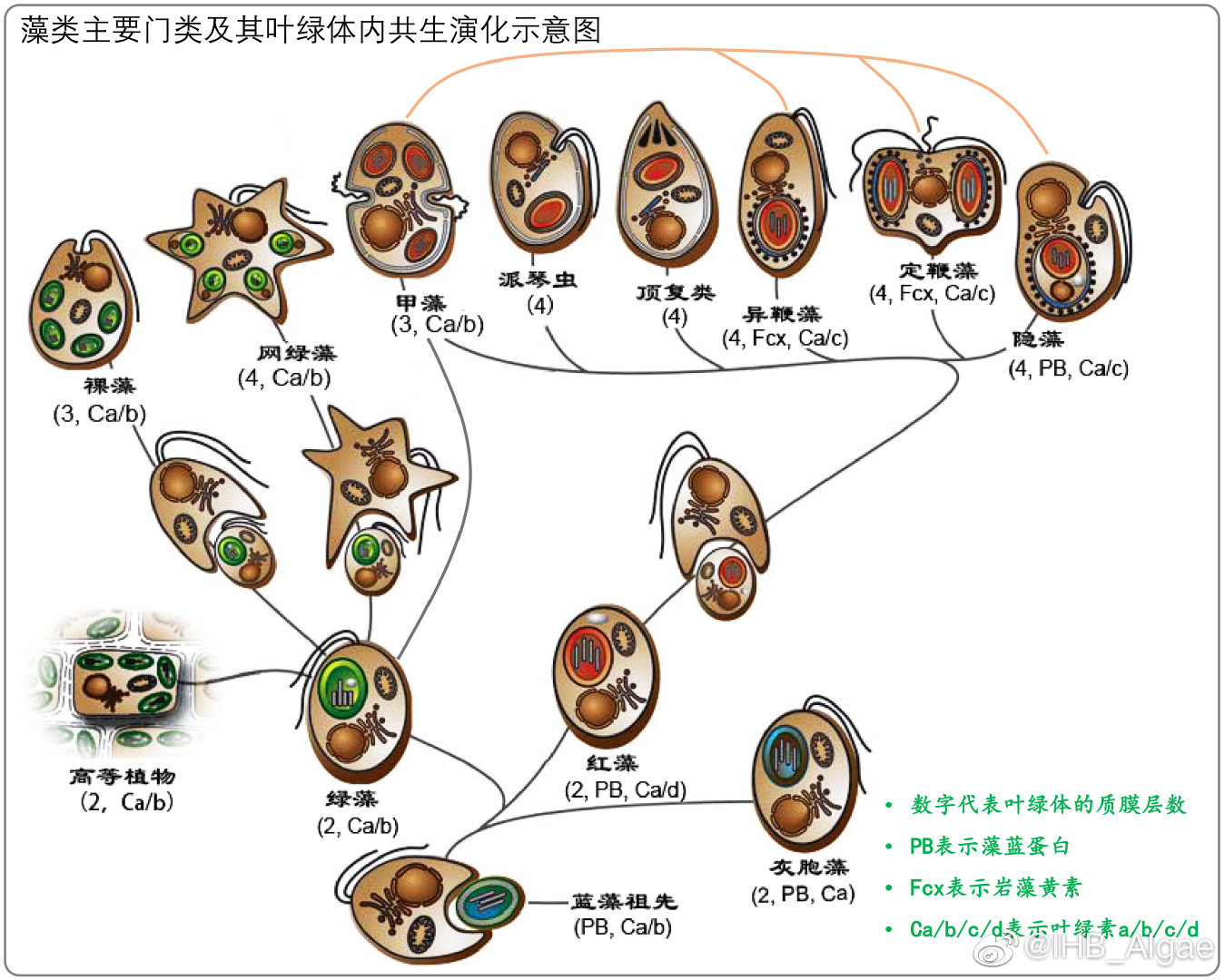 什么是藻类,什么是藻类图片