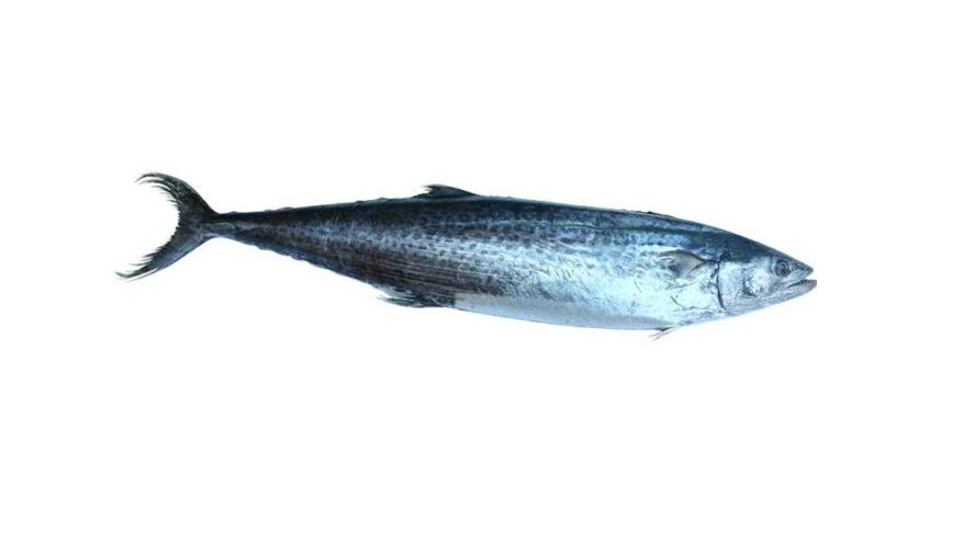 常见的能吃的海鱼大全,市面上经常食用的海鱼有几种