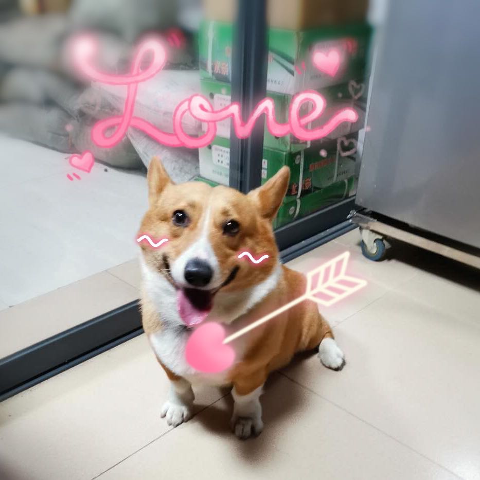 最尴尬的事情发生了，家里的柯基犬第一次交配没经验，还要被围观