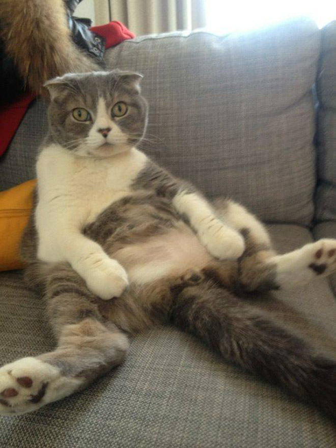 养猫前，你需要知道这些（1）