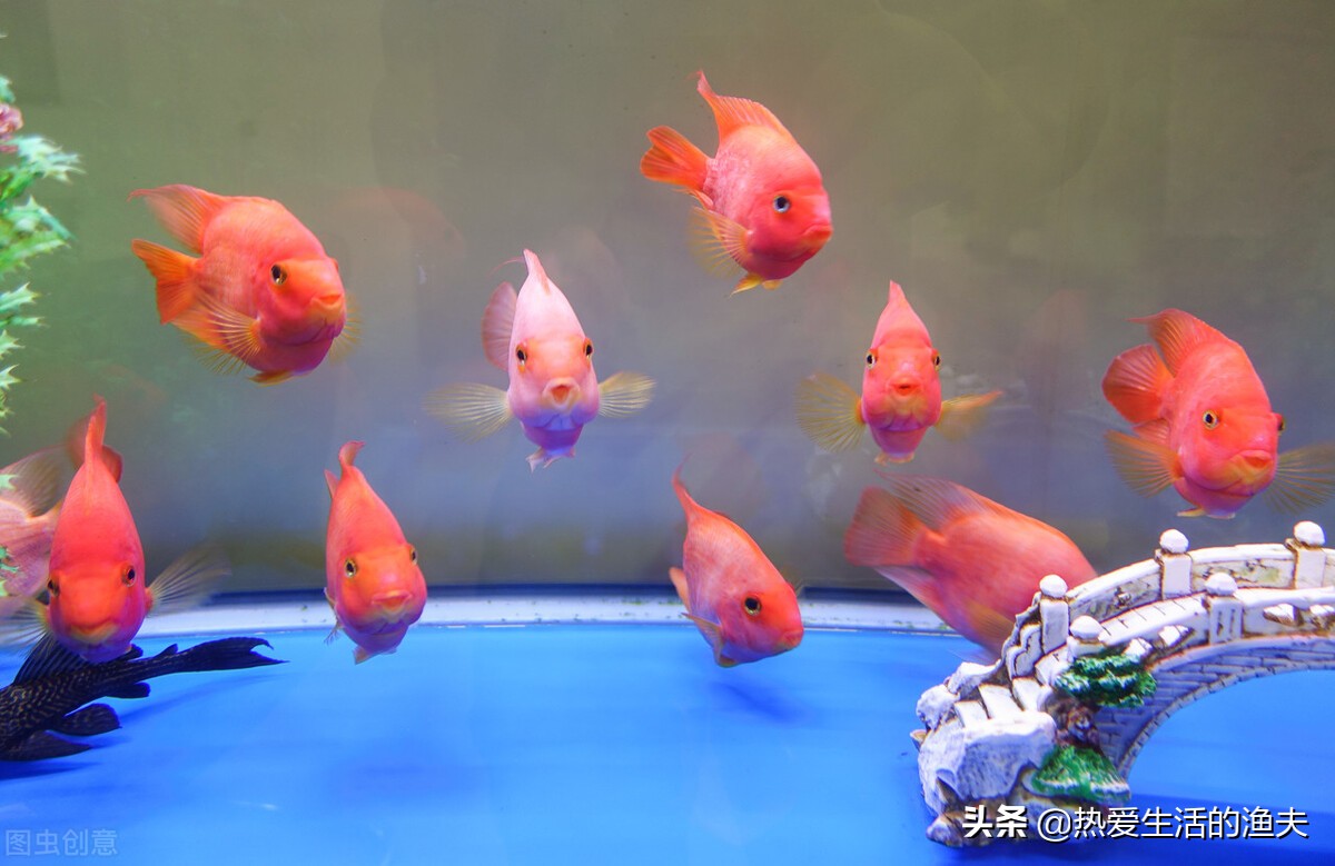 养鱼老是死鱼怎么办,新鱼缸养鱼怎么一个星期开始死鱼