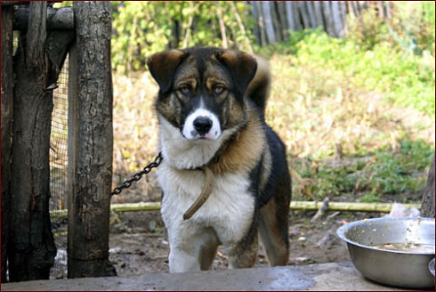 带你认识中华田园犬之五红犬,常见的中华田园犬有哪些