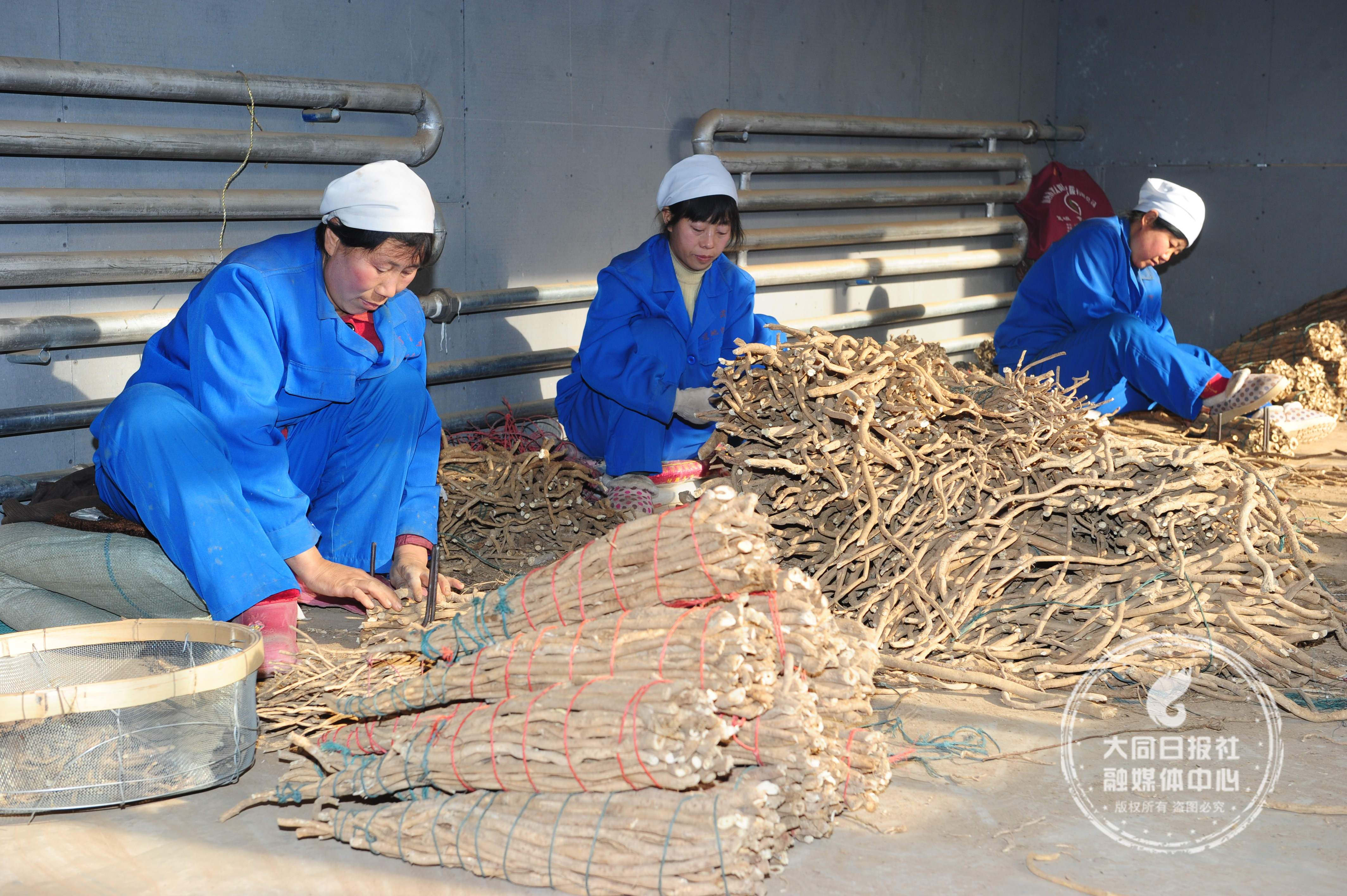 北岳恒山野生黄芪功效如何,恒山黄芪制作过程图片
