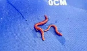 商品饵成分自制方法,发酵鱼饵绝密配方