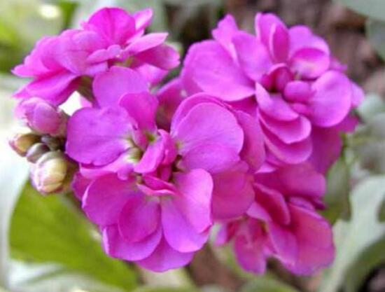 紫罗兰花期是多少天,紫罗兰花谢了还会开吗图片