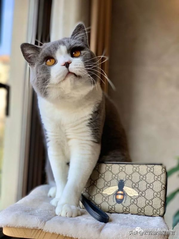 好看又大的宠物包,超好看的宠物包