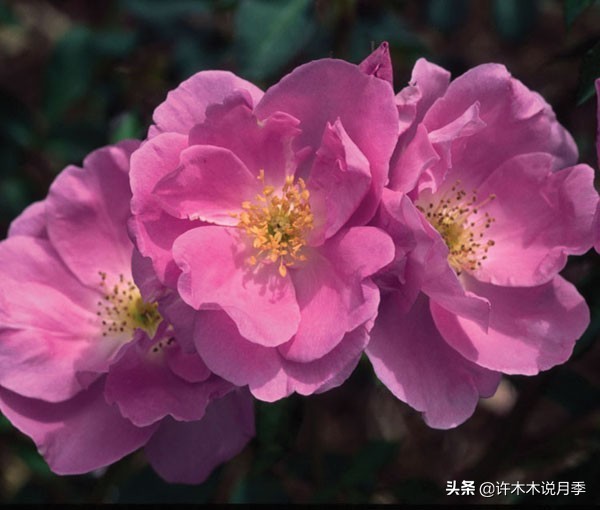 大花浓香四季开花的月季有哪些,黑紫色的月季花有哪些