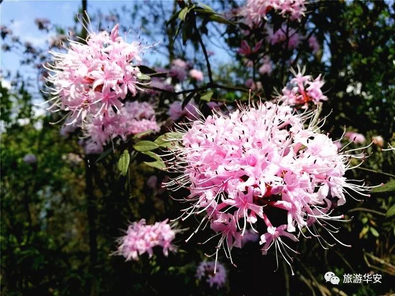春风十里不如你，我在华安等着您