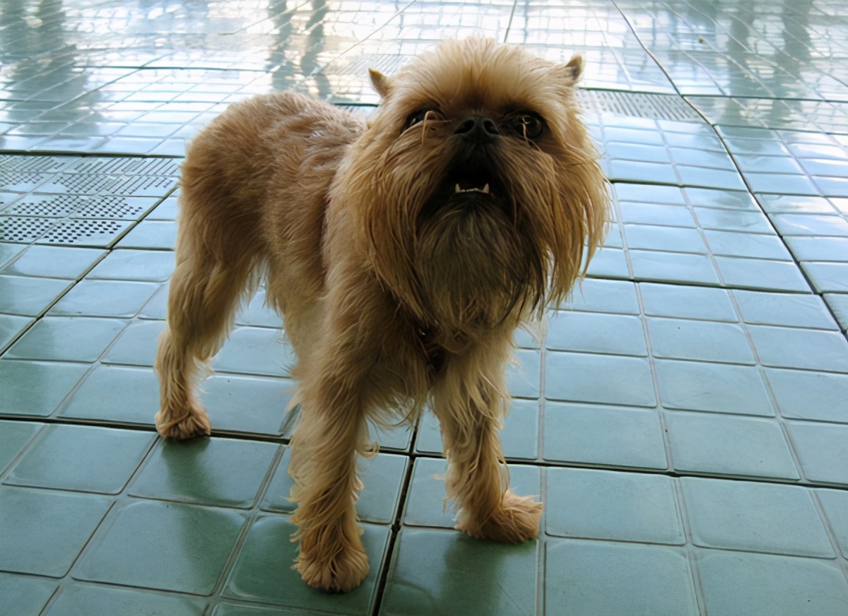 全球最厉害十大犬种,世界十大排名巨型犬种