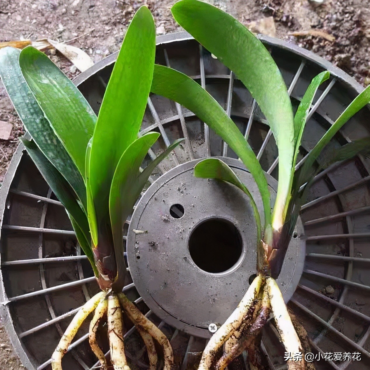 君子兰烂根用河沙栽盆几天浇水好,给君子兰浇水浇到叶心怎么办