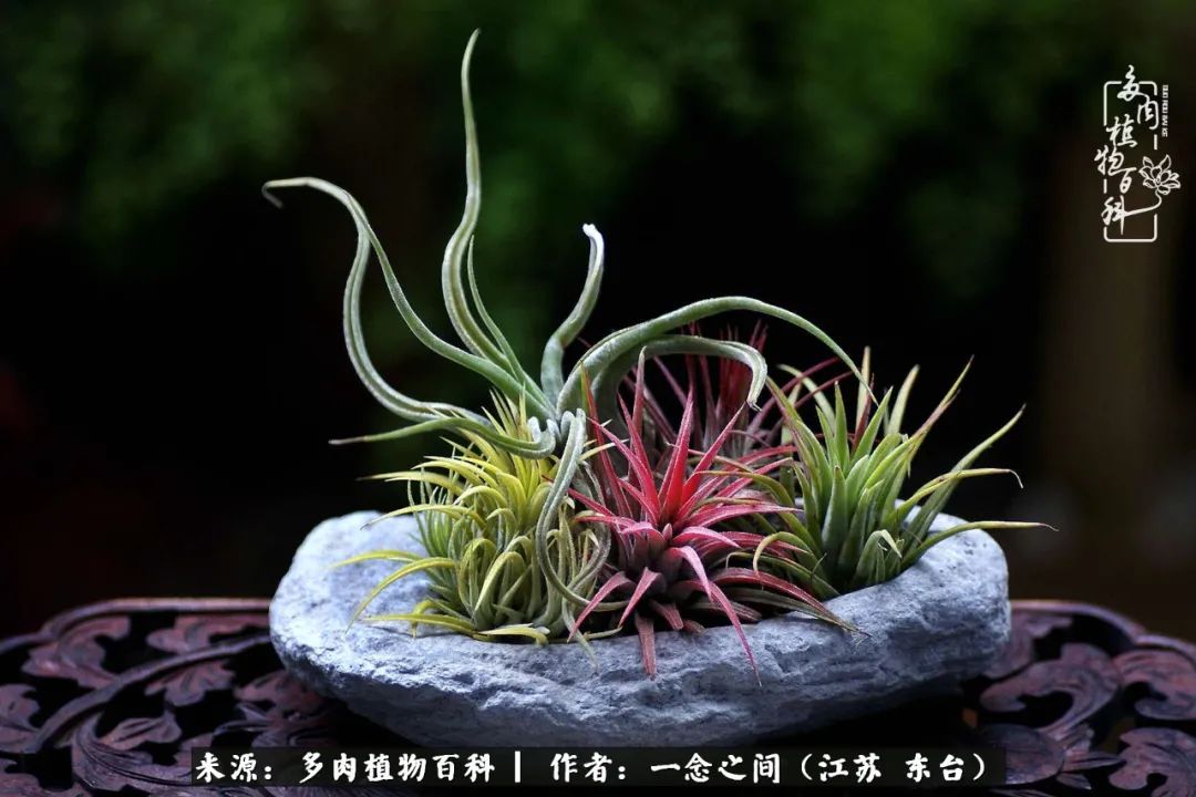 遇见花开蓝莓糖,遇见花开蔬菜沙拉酱