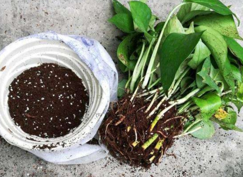 养绿萝，不能只浇水，做好3个方面，才能长势茂盛