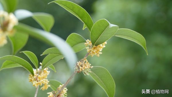 四季桂叶子干枯脱落怎么办呢,四季桂盆栽掉光叶子有救吗