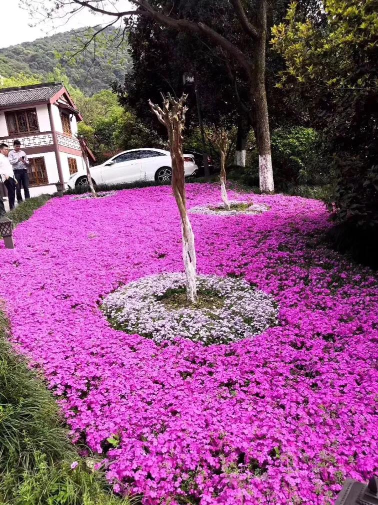 景富花卉苗木基地,培坤绿化苗木
