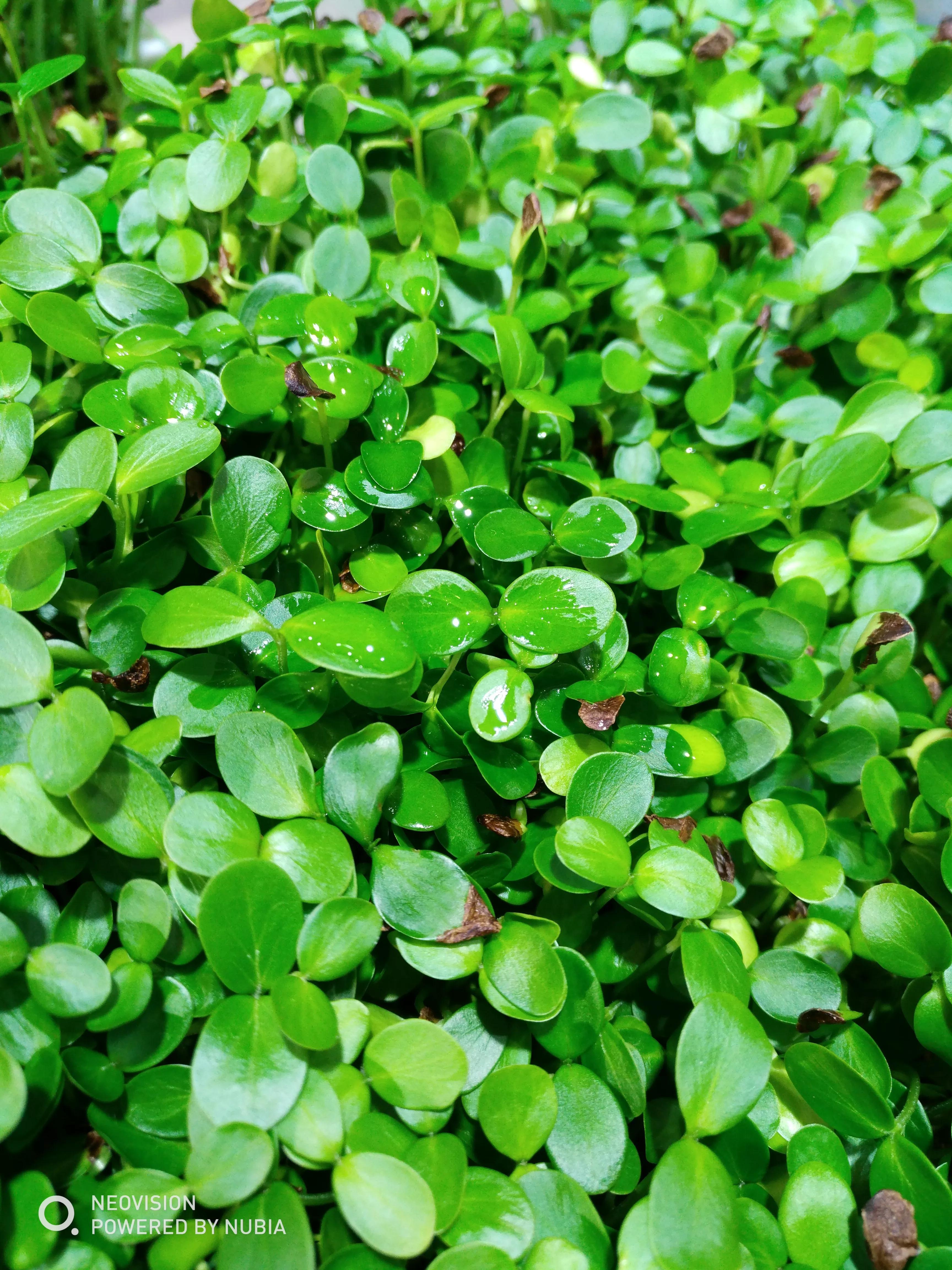 头茬香椿最香嫩正是尝鲜的好时机,香椿苗采摘