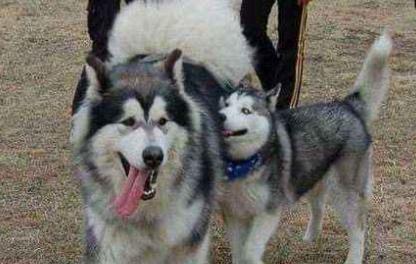 盘点那些奇形怪状的狗狗,十种狗狗比起来哪种狗狗最厉害呢