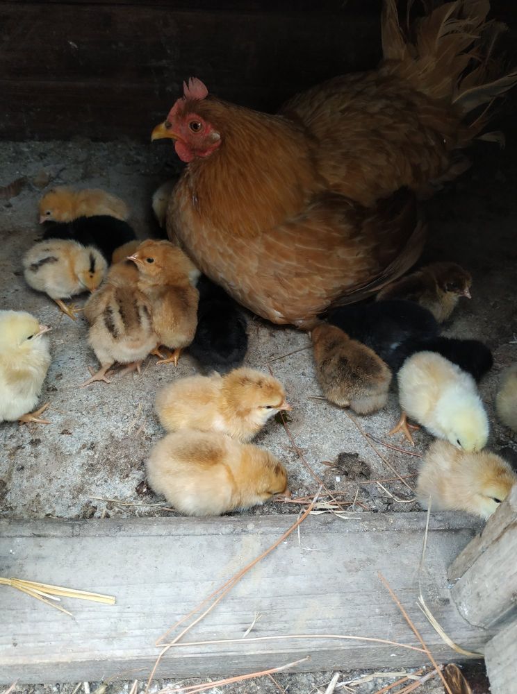 返乡创业农村生活现实记,农村生活与创业之路欢迎进来交流