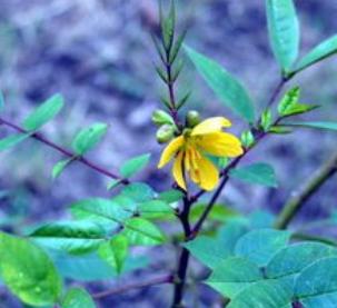 雄黄粉能驱蛇吗对人畜有无危害,蛇为什么害怕雄黄粉