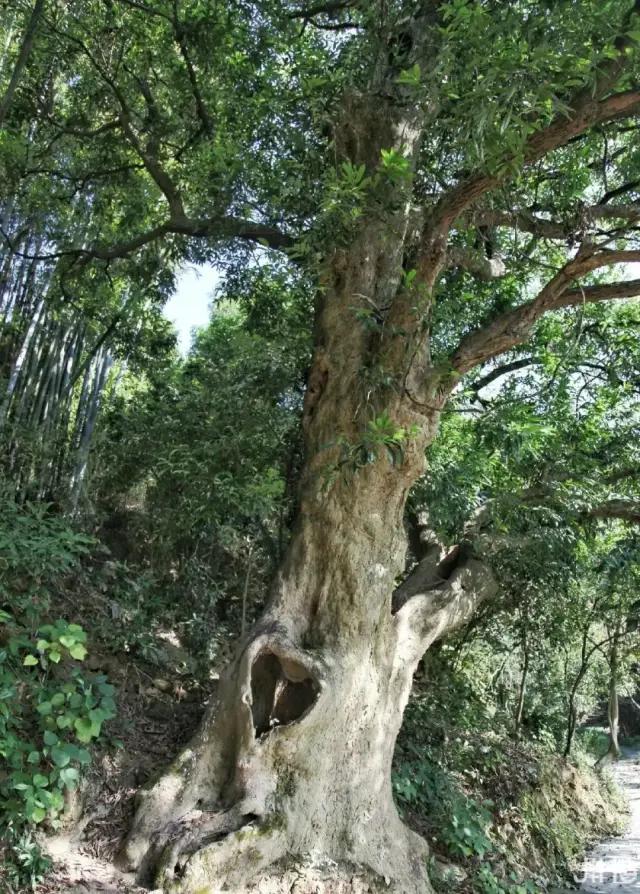 广州从化山野间隐奢桃源民宿，诗意野趣手作做个小木匠丨菁木山舍