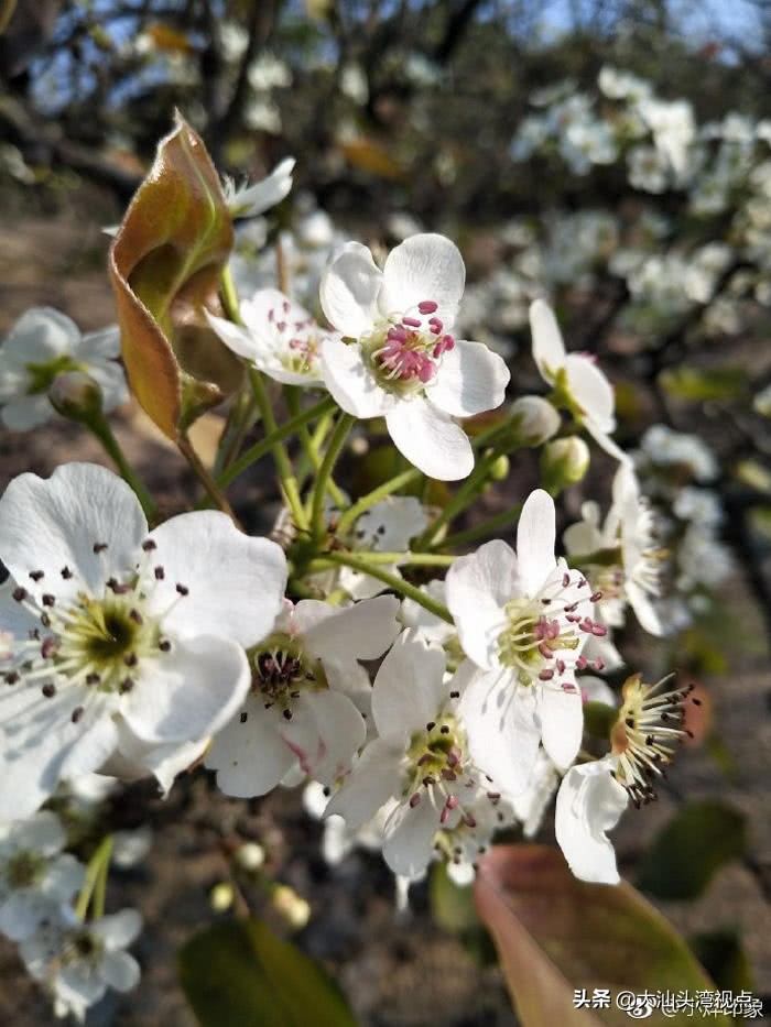 春花能做什么菜,潮汕春花做法大全