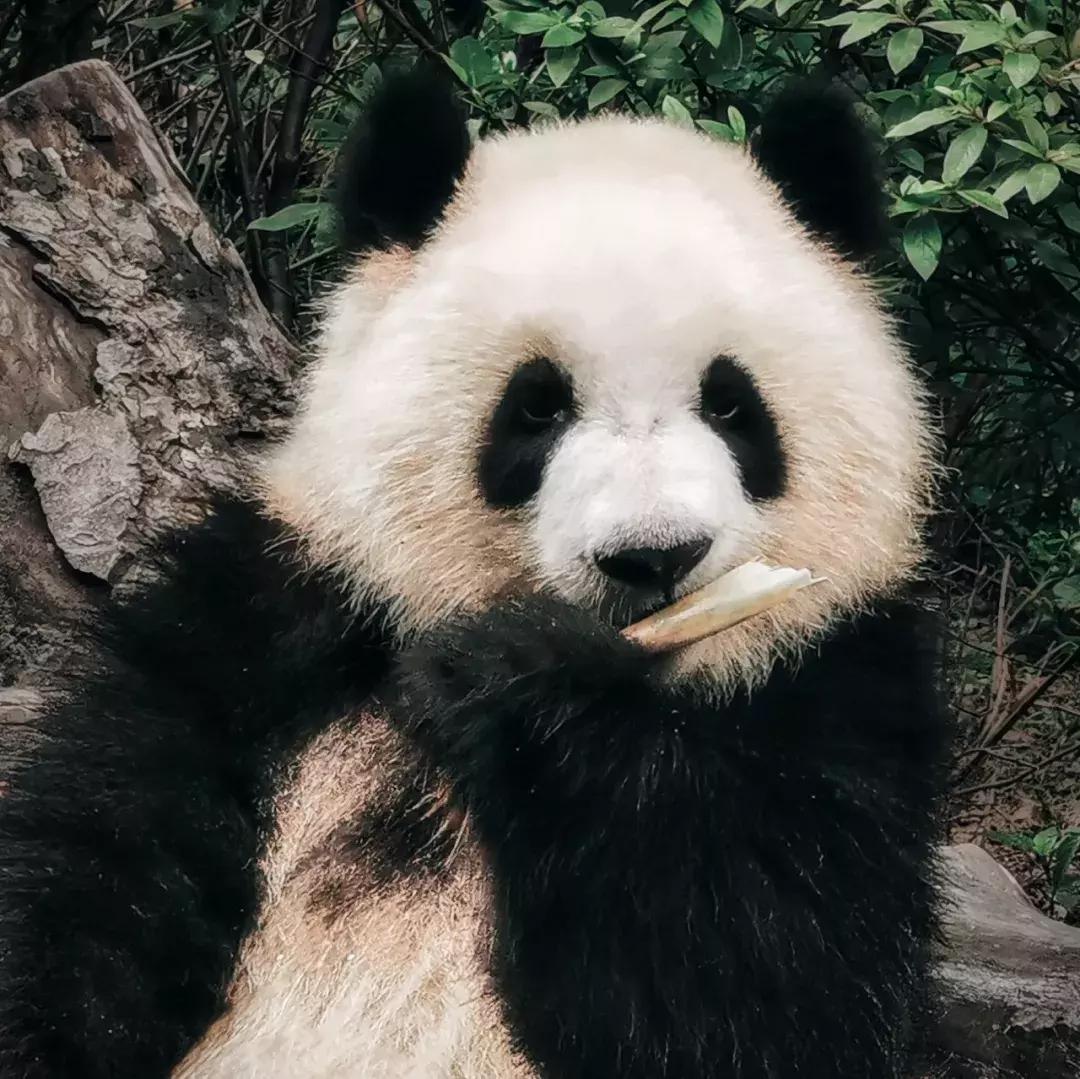 华为p30的镜头模组叫什么,华为p30镜头是蓝宝石的吗