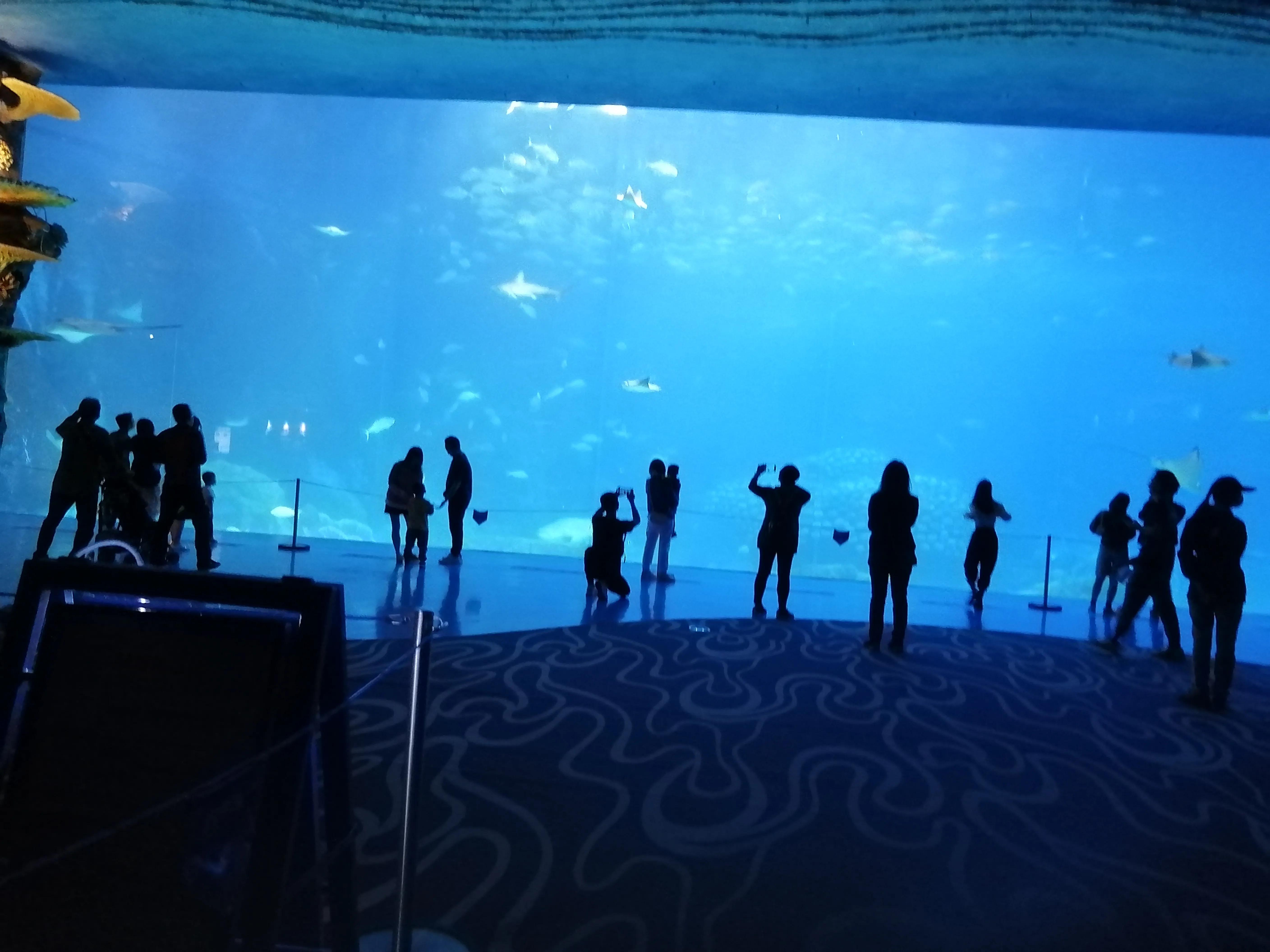 珠海长隆海洋王国夜宿鲸鲨馆,广州珠海长隆海洋王国鲸鲨馆