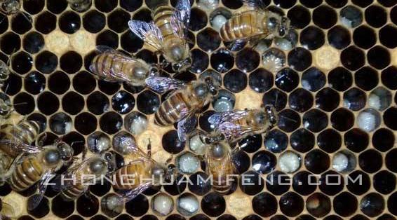 蜂病是怎么回事,蜂病防治