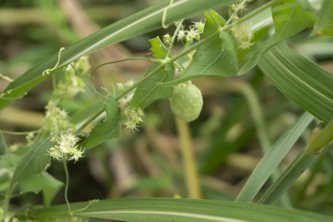 中国的植物多样性保护,全国林草生物多样性保护成就展