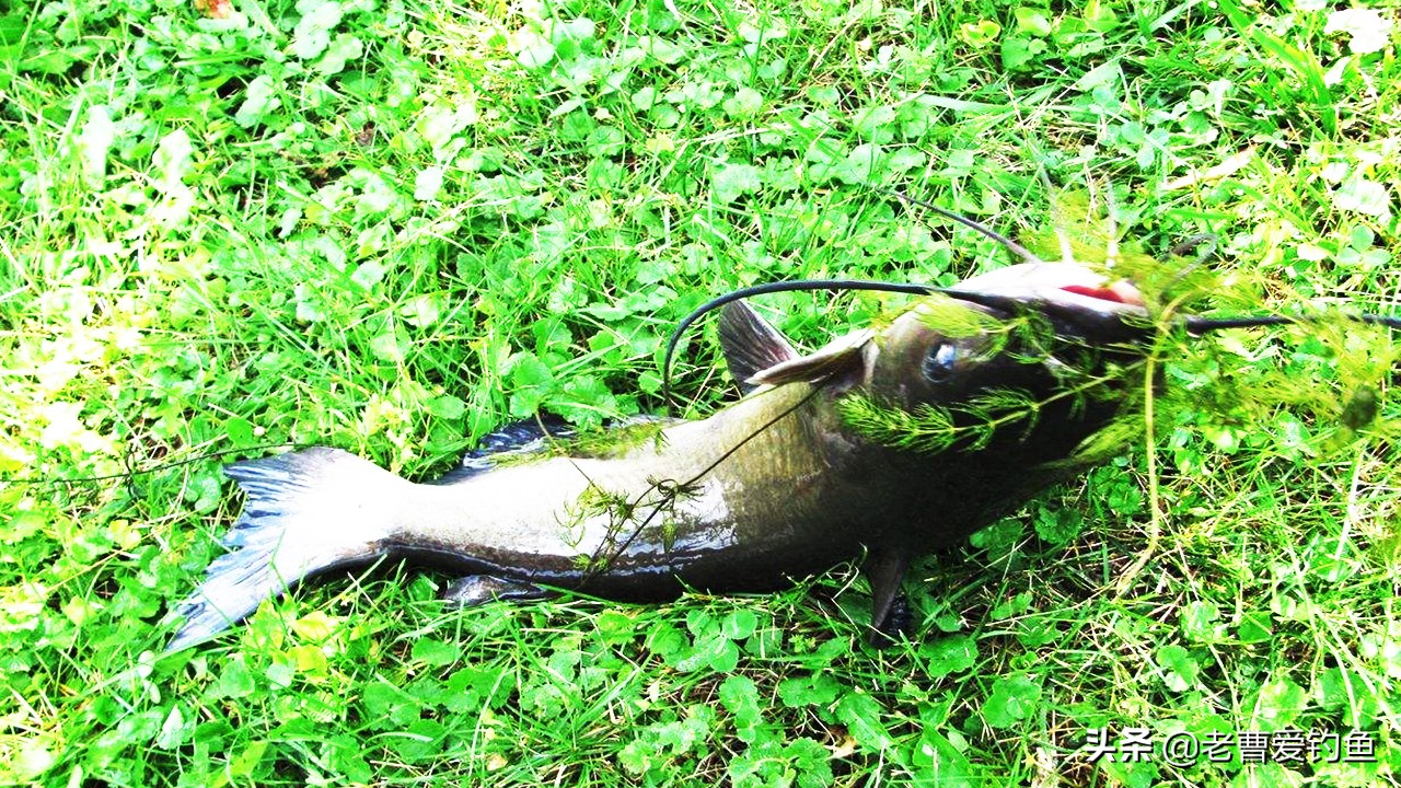 钓鲶鱼的心得,钓鲶鱼的方法与技巧新手