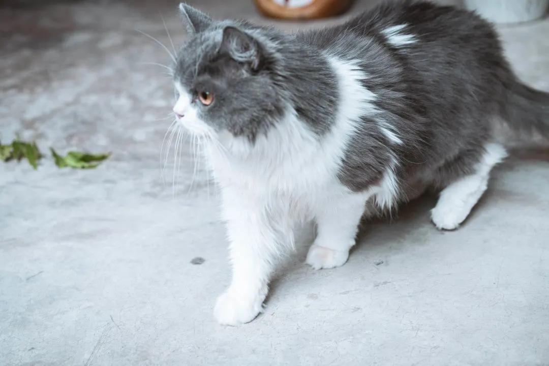 养猫40条常识猫咪生病的症状,新手养猫攻略常见的猫咪疾病篇