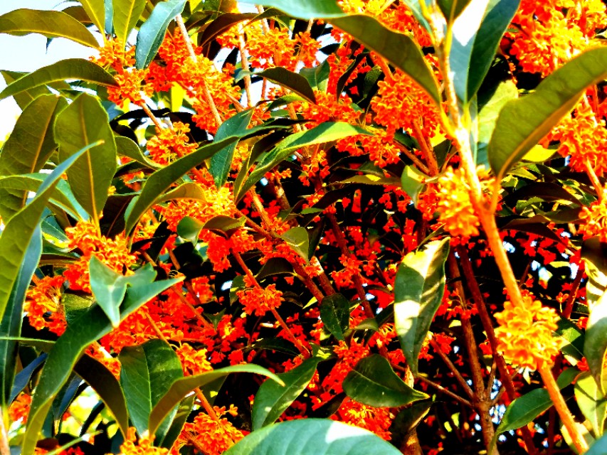 金秋十月金灿灿的桂花又香又美丽,又香又美的红桂花