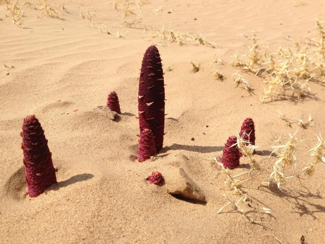 硬核整顿！高清中药教材原植物彩*图色**谱（四期）